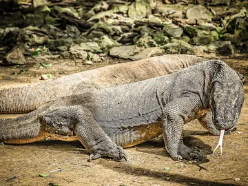 Komodo Komodo