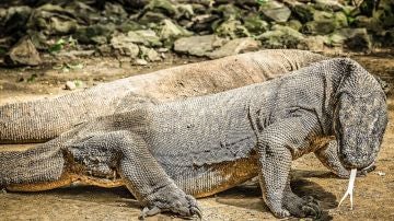 Komodo