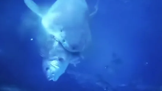 Un tiburón devora un pargo en una acuario de Finisterre Un tiburón devora un pargo en una acuario de Finisterre