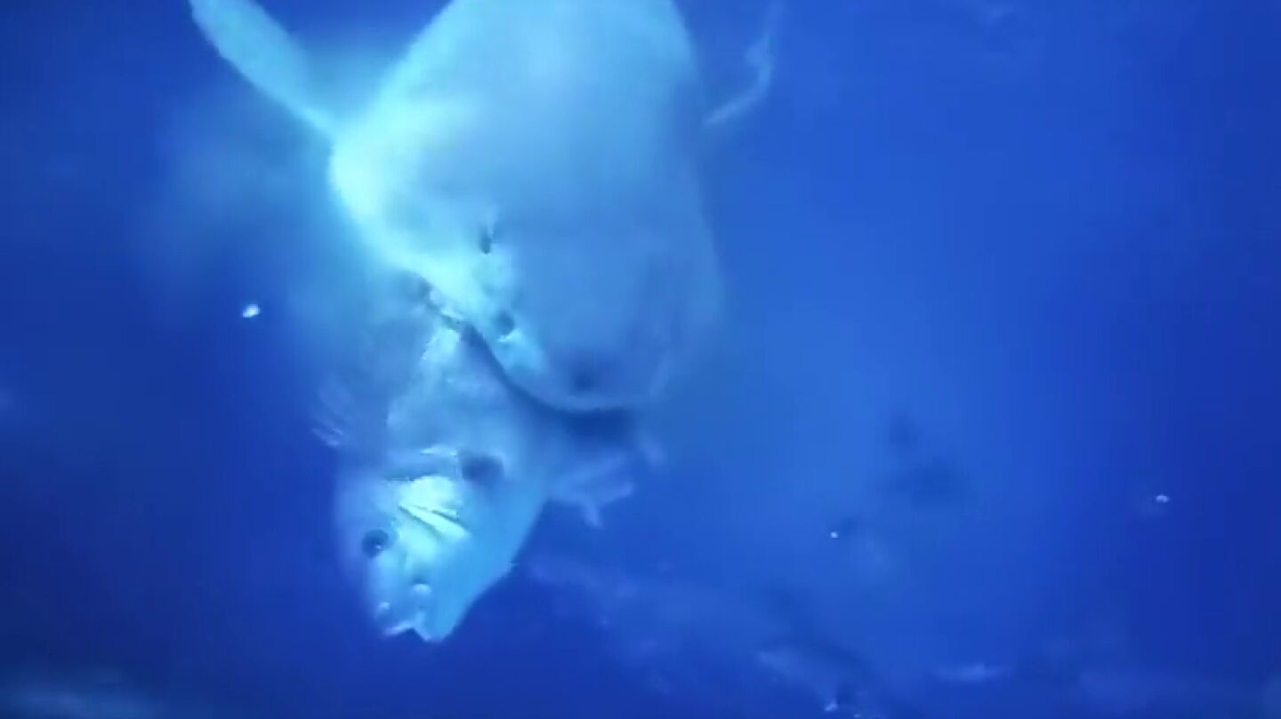 Un tibur&oacute;n devora un pargo en una acuario de Finisterre