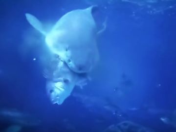 Un tiburón devora un pargo en una acuario de Finisterre Un tiburón devora un pargo en una acuario de Finisterre