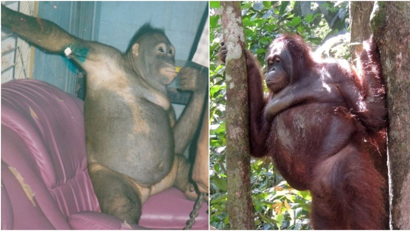 La orangutana Pony
