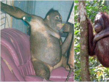 La orangutana Pony La orangutana Pony