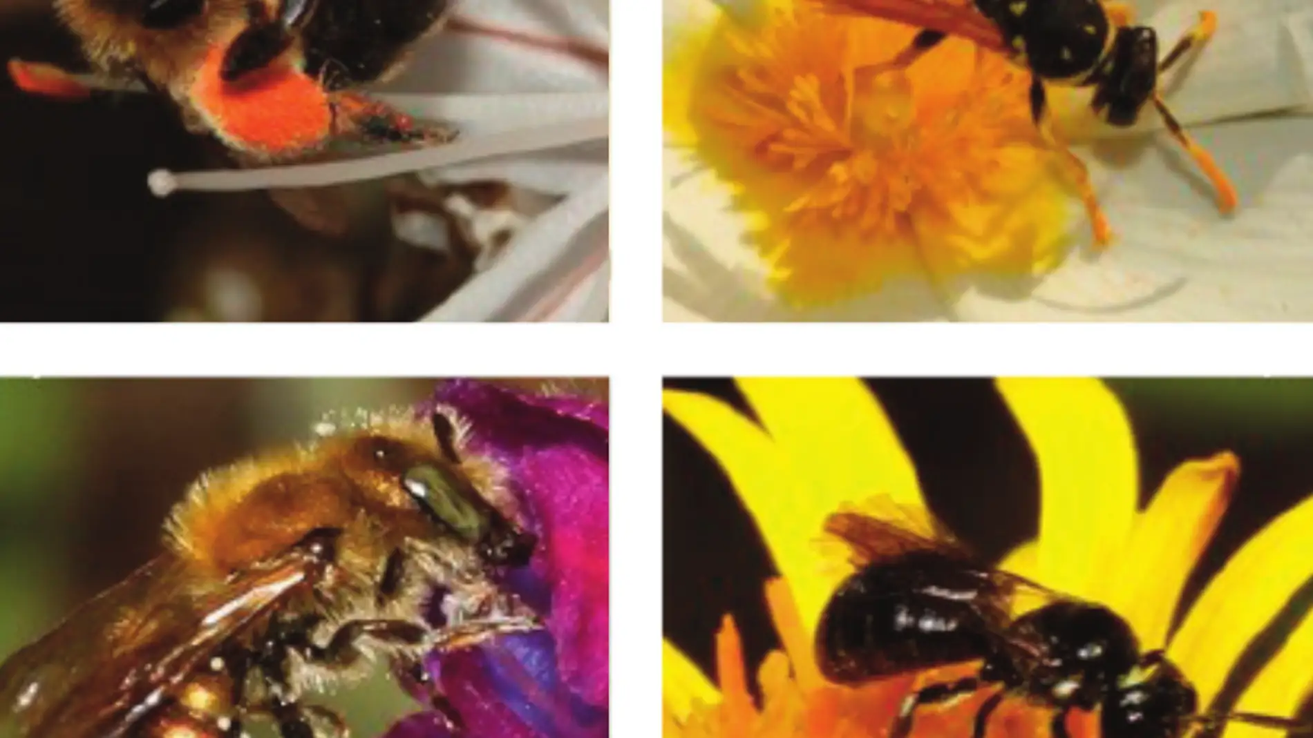 La perdida de habitat en Mallorca afecta a abejas avispas y flora