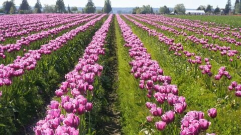 Tulipanes