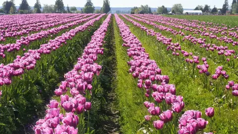 Tulipanes Tulipanes