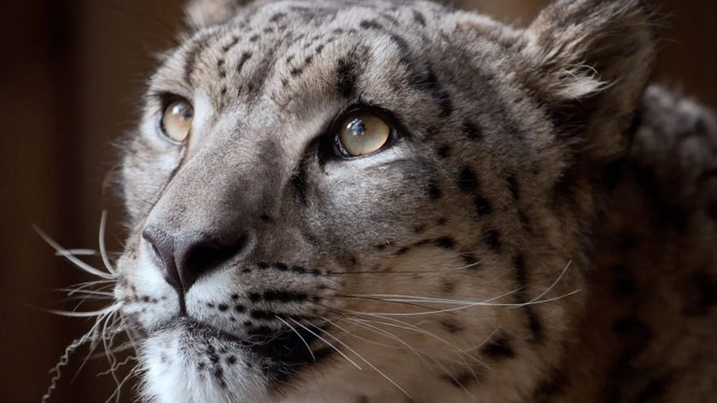 Imagen del leopardo Margaash difundida por el zoo de Dudley. El animal fue sacrificado tras escapar de su recinto
