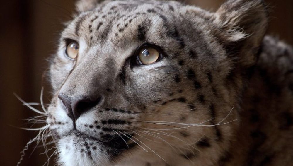 Imagen del leopardo Margaash difundida por el zoo de Dudley.