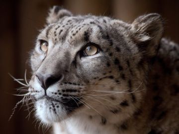 Imagen del leopardo Margaash difundida por el zoo de Dudley. Imagen del leopardo Margaash difundida por el zoo de Dudley.