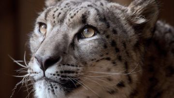 Imagen del leopardo Margaash difundida por el zoo de Dudley.