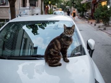 Un gato descansa sobre el capot de un coche.