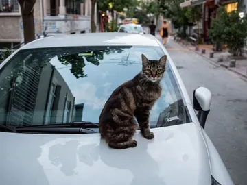 Un gato descansa sobre el capot de un coche. Un gato descansa sobre el capot de un coche.