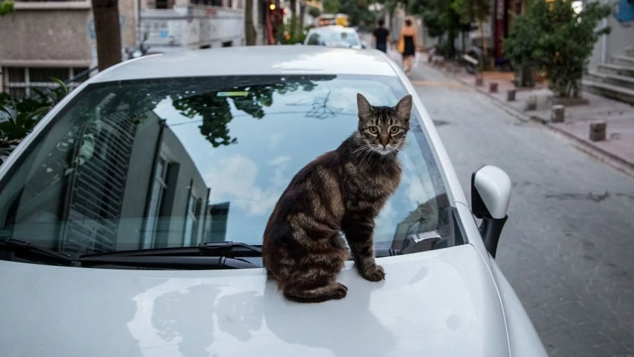 Un gato descansa sobre el capot de un coche.