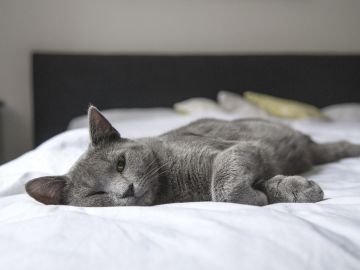 Gato Gato