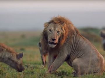 Imagen del león acorralado por una manada de hienas Imagen del león acorralado por una manada de hienas