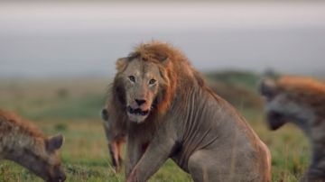 Imagen del león acorralado por una manada de hienas