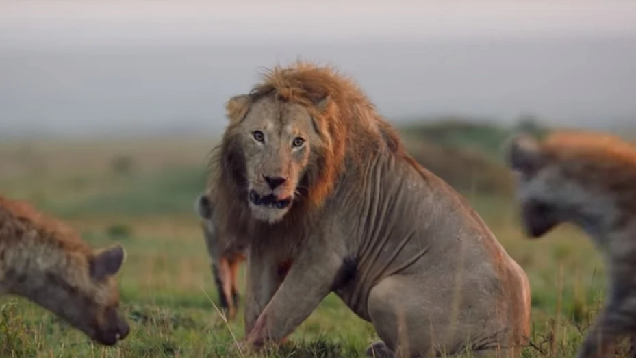 Imagen del león acorralado por una manada de hienas