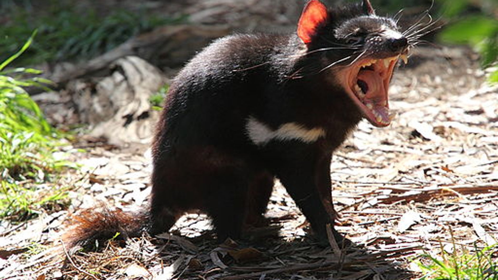 El demonio de Tasmania podria tener la clave de la regresion de tumores