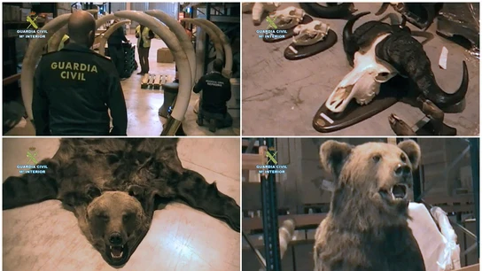Combo de fotografías facilitadas por la Guardia Civil que ha intervenido en Guadalajara trofeos de caza Combo de fotografías facilitadas por la Guardia Civil que ha intervenido en Guadalajara trofeos de caza
