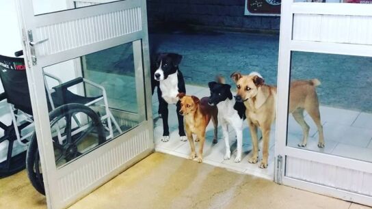 Cuatro perros esperan ingresado en el hospital