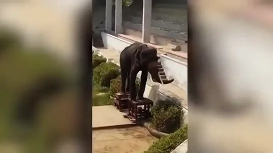 Graban la indignante escena de un elefante gravemente desnutrido obligado a hacer espectáculo en un zoo de Tailandia Graban la indignante escena de un elefante gravemente desnutrido obligado a hacer espectáculo en un zoo de Tailandia