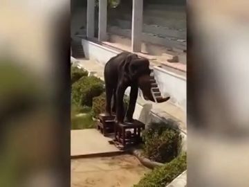 Graban la indignante escena de un elefante gravemente desnutrido obligado a hacer espectáculo en un zoo de Tailandia Graban la indignante escena de un elefante gravemente desnutrido obligado a hacer espectáculo en un zoo de Tailandia