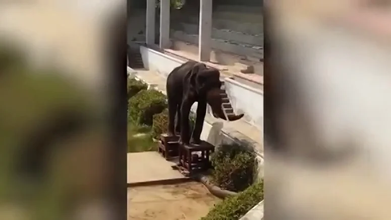 Graban la indignante escena de un elefante gravemente desnutrido obligado a hacer espectáculo en un zoo de Tailandia