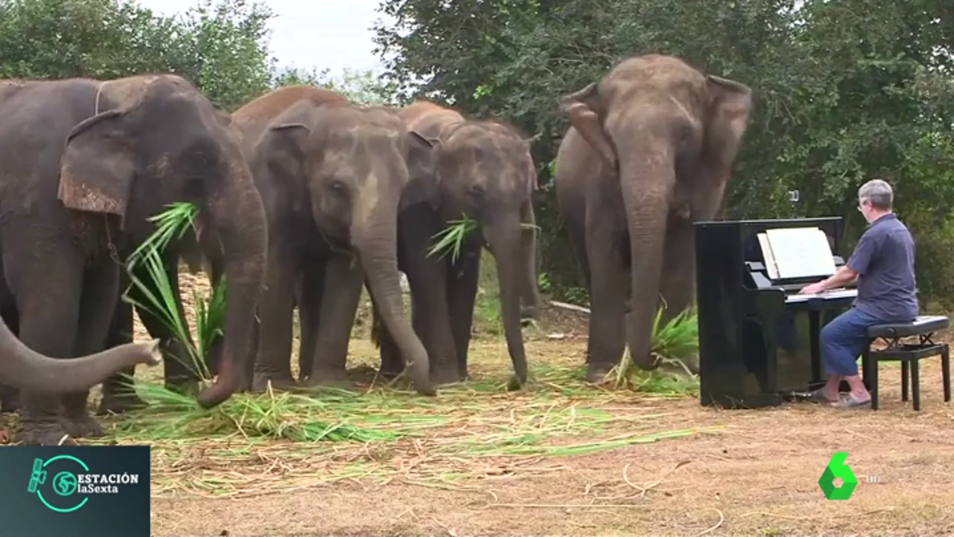 Terapia de rehabilitación con elefantes