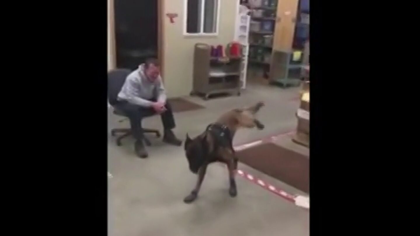 El desternillante v&iacute;deo de la reacci&oacute;n de un perro polic&iacute;a al probarse por primera vez sus botas de nieve