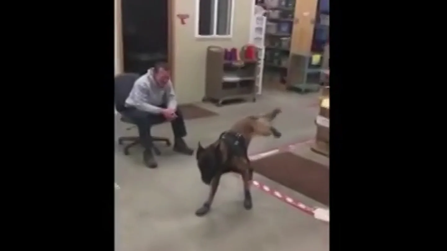 El desternillante vídeo de la reacción de un perro policía al probarse por primera vez sus botas de nieve El desternillante vídeo de la reacción de un perro policía al probarse por primera vez sus botas de nieve