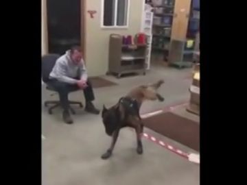 El desternillante vídeo de la reacción de un perro policía al probarse por primera vez sus botas de nieve El desternillante vídeo de la reacción de un perro policía al probarse por primera vez sus botas de nieve