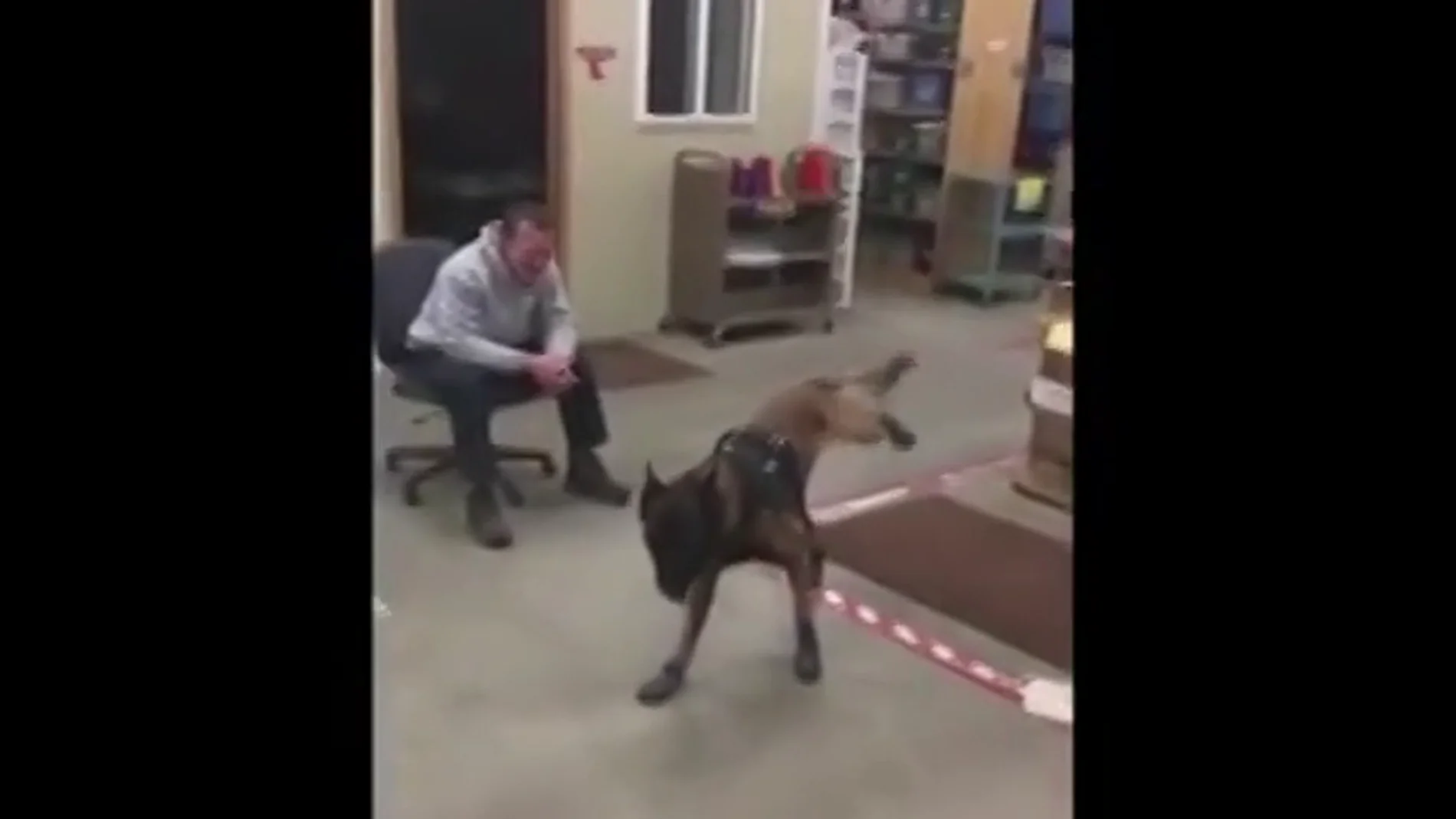 El desternillante vídeo de la reacción de un perro policía al probarse por primera vez sus botas de nieve