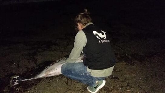 Aparece muerto un delf&iacute;n en Roquetas de Mar (Almer&iacute;a)