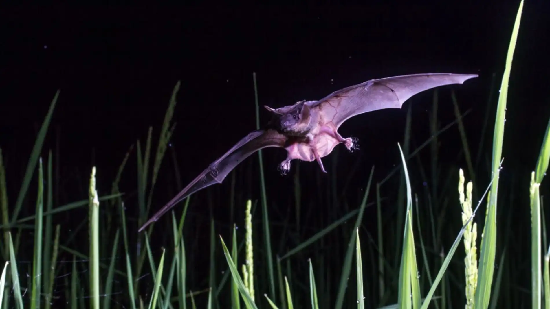 Los murcielagos podrian ayudar a salvar las selvas tropicales