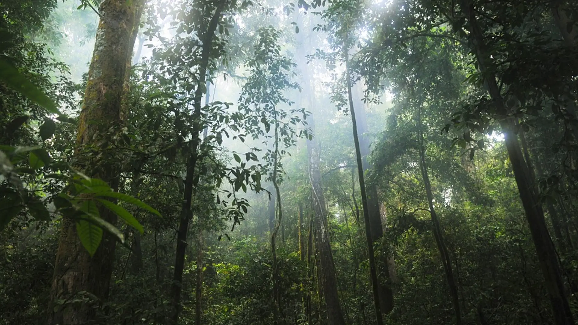 Selva nubosa 