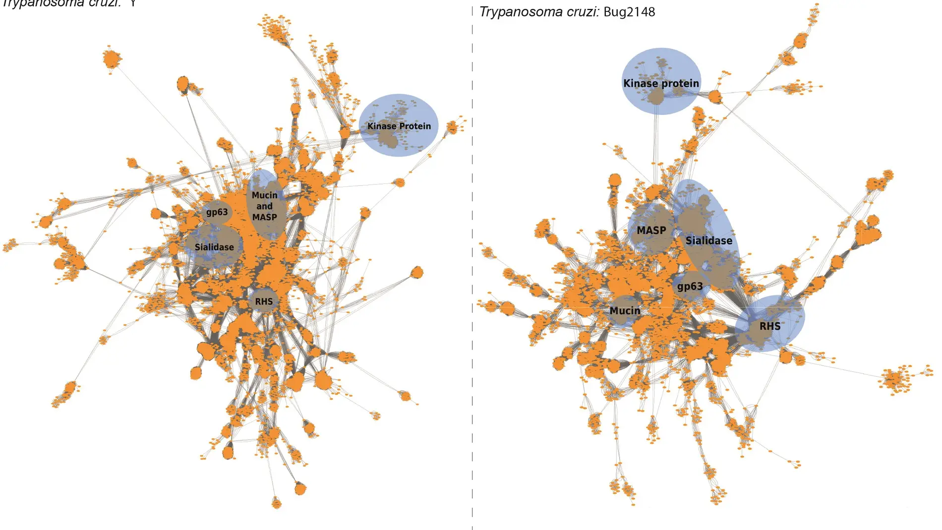 Agrupación diferencial de las familias proteicas de Trypanosoma cruzi