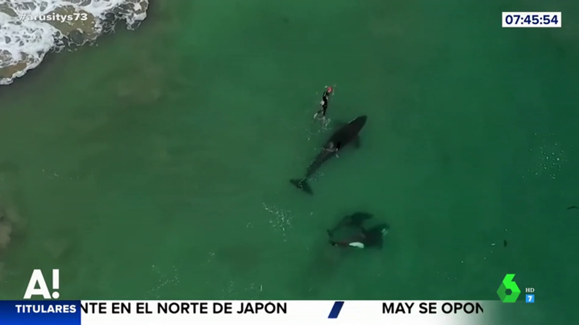El impresionante momento en el que una nadadora es sorprendida por un grupo de orcas en mar abierto 