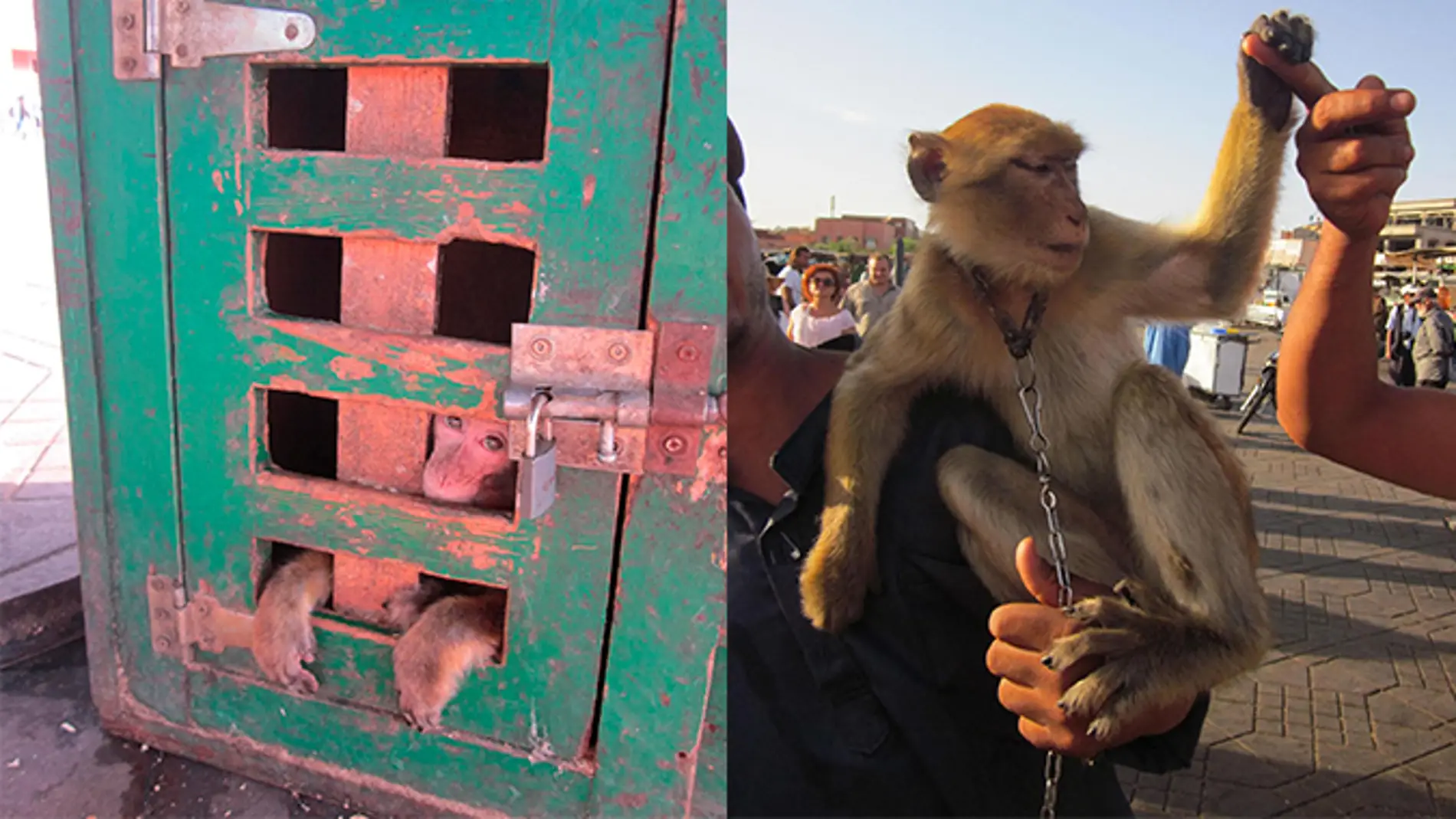 Selfis con macacos una practica inaceptable del turismo marroqui