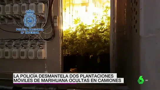 Plantación de marihuana dentro de un camión Plantación de marihuana dentro de un camión