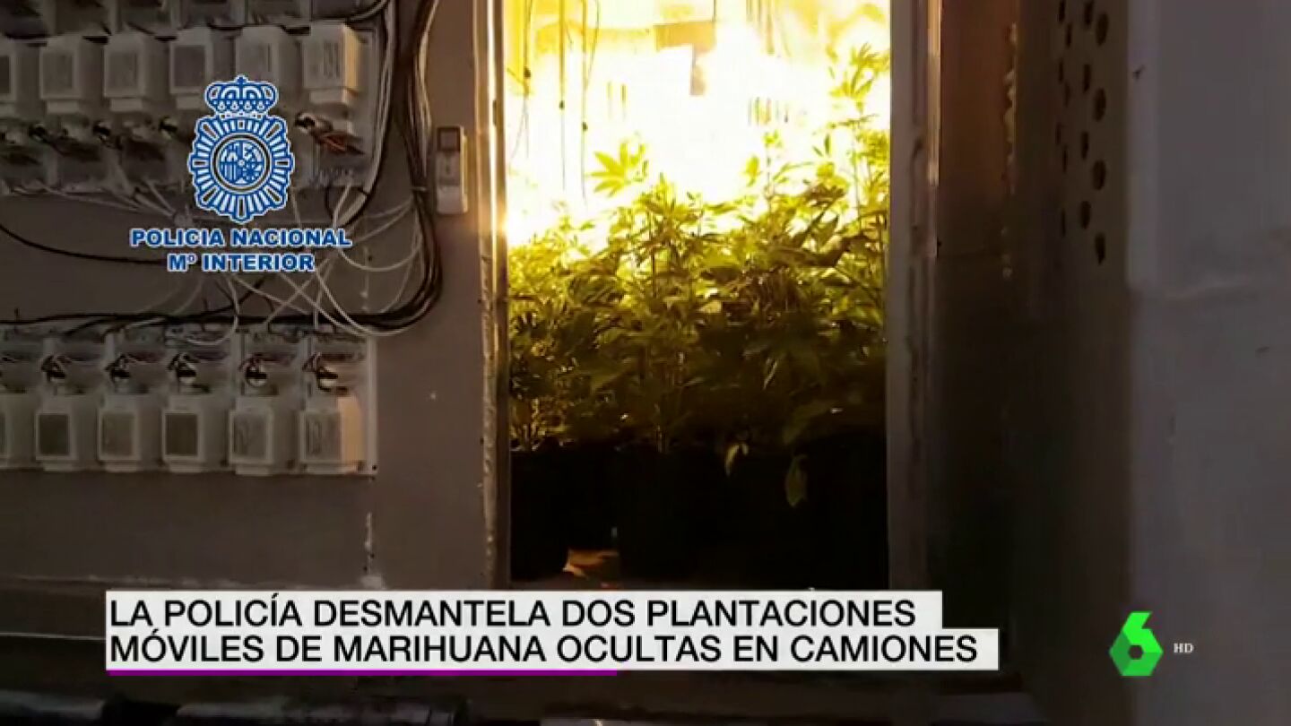 Plantaci&oacute;n de marihuana dentro de un cami&oacute;n