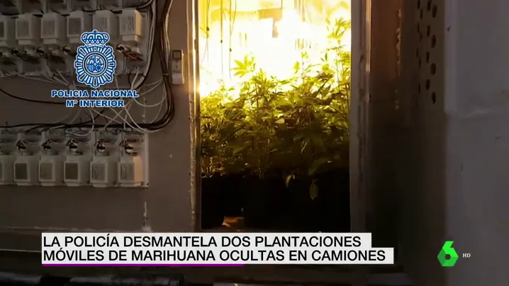 Plantación de marihuana dentro de un camión