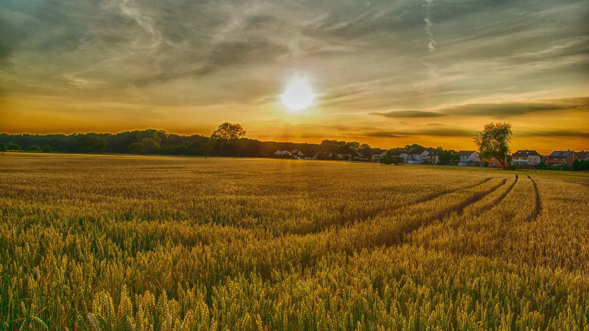 campo soleado