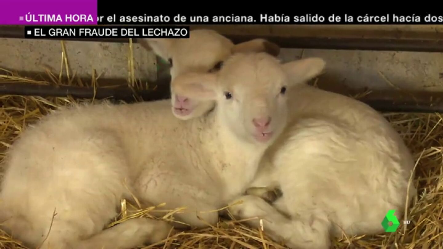 Lechazo