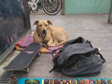 Sota, la perra abatida por un disparo de la Guardia Urbana Sota, la perra abatida por un disparo de la Guardia Urbana