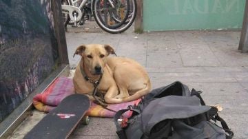 Sota, la perra abatida por un disparo de la Guardia Urbana