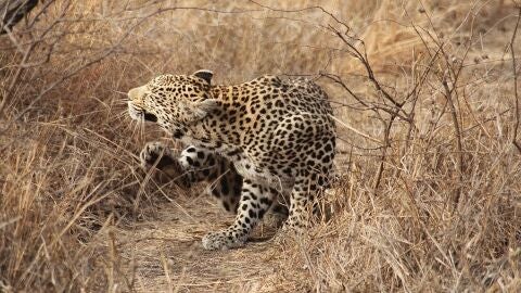 Safaris