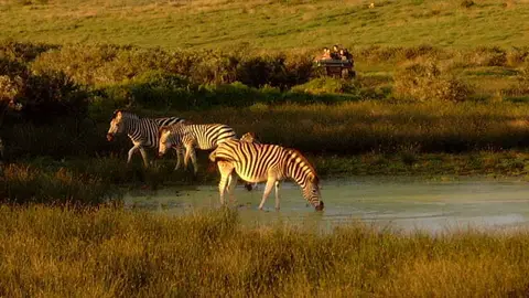 Safaris Safaris