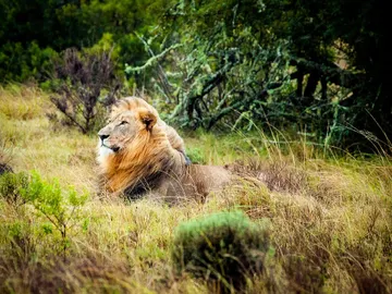 Safaris Safaris