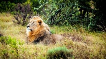 Safaris