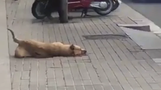 Sota, la perra que ha muerto por un disparo de la Guardia Urbana Sota, la perra que ha muerto por un disparo de la Guardia Urbana